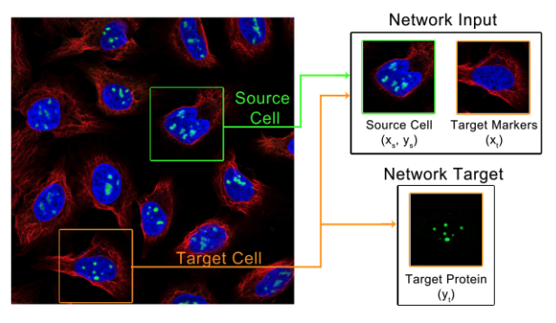 Paired Cell Inpainting Schematic